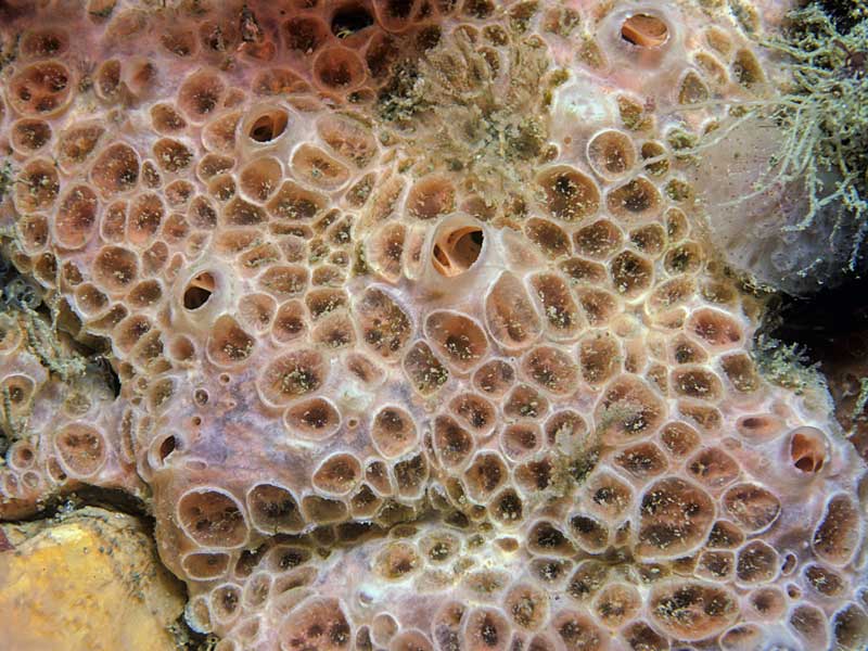 image: Hemimycale columella. 