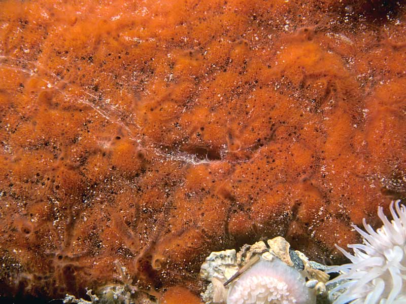 image: Plocamilla coriacea. 