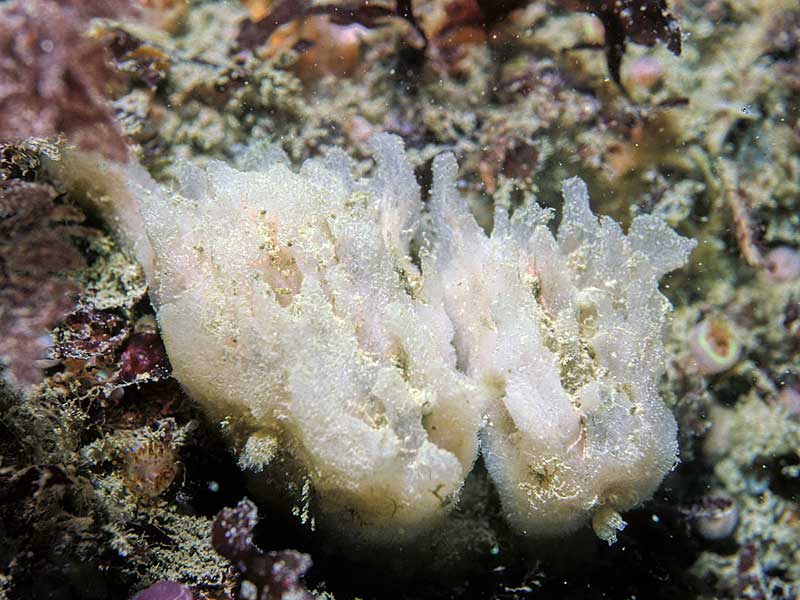 image: Haliclona angulata. 