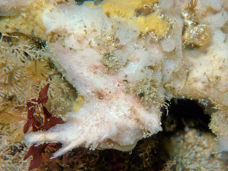 image: Haliclona angulata. 