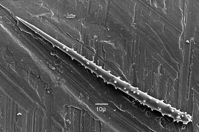 image: 8562