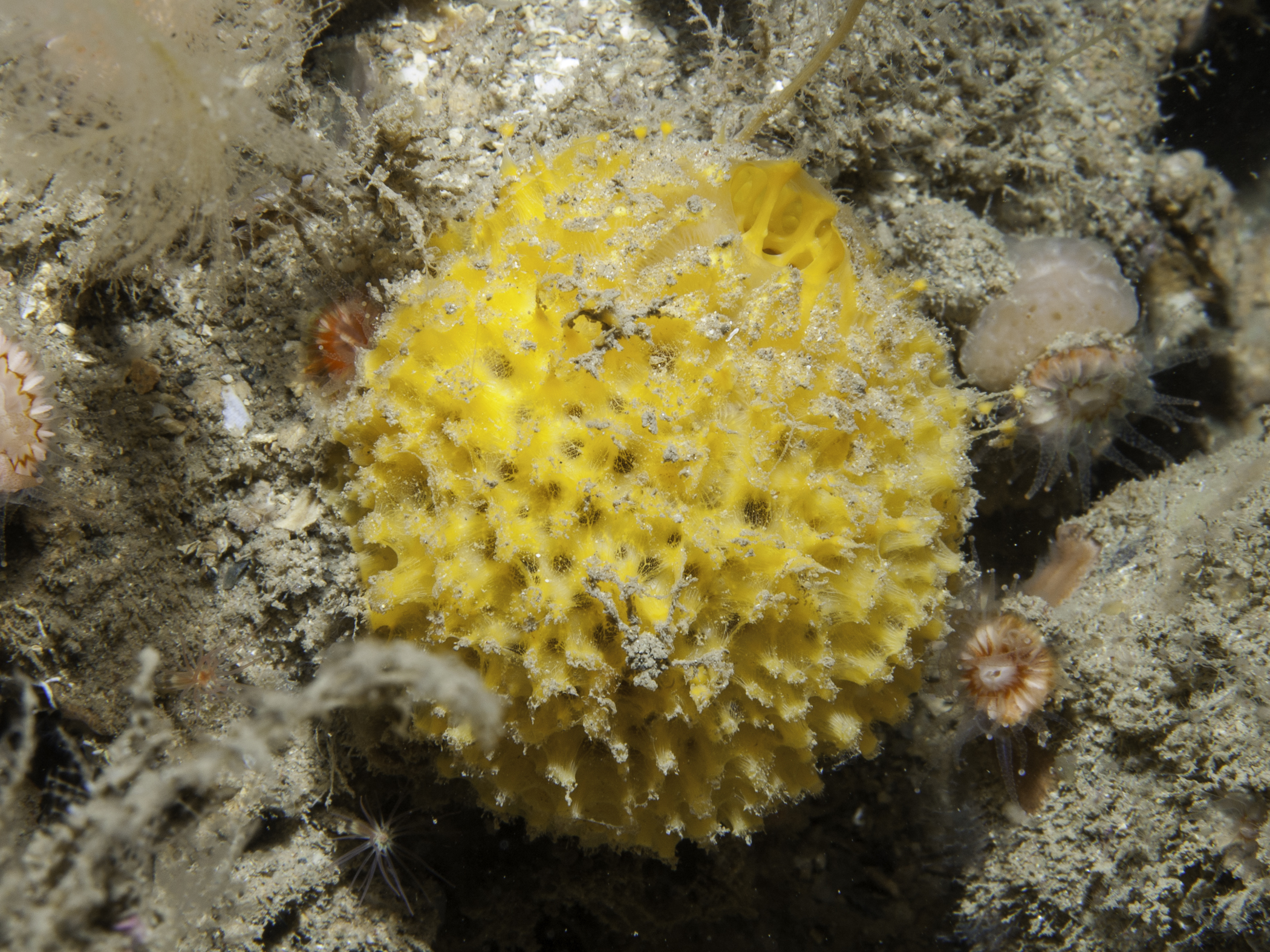 image: Tethya citrina. Rathlin Island, 2005.