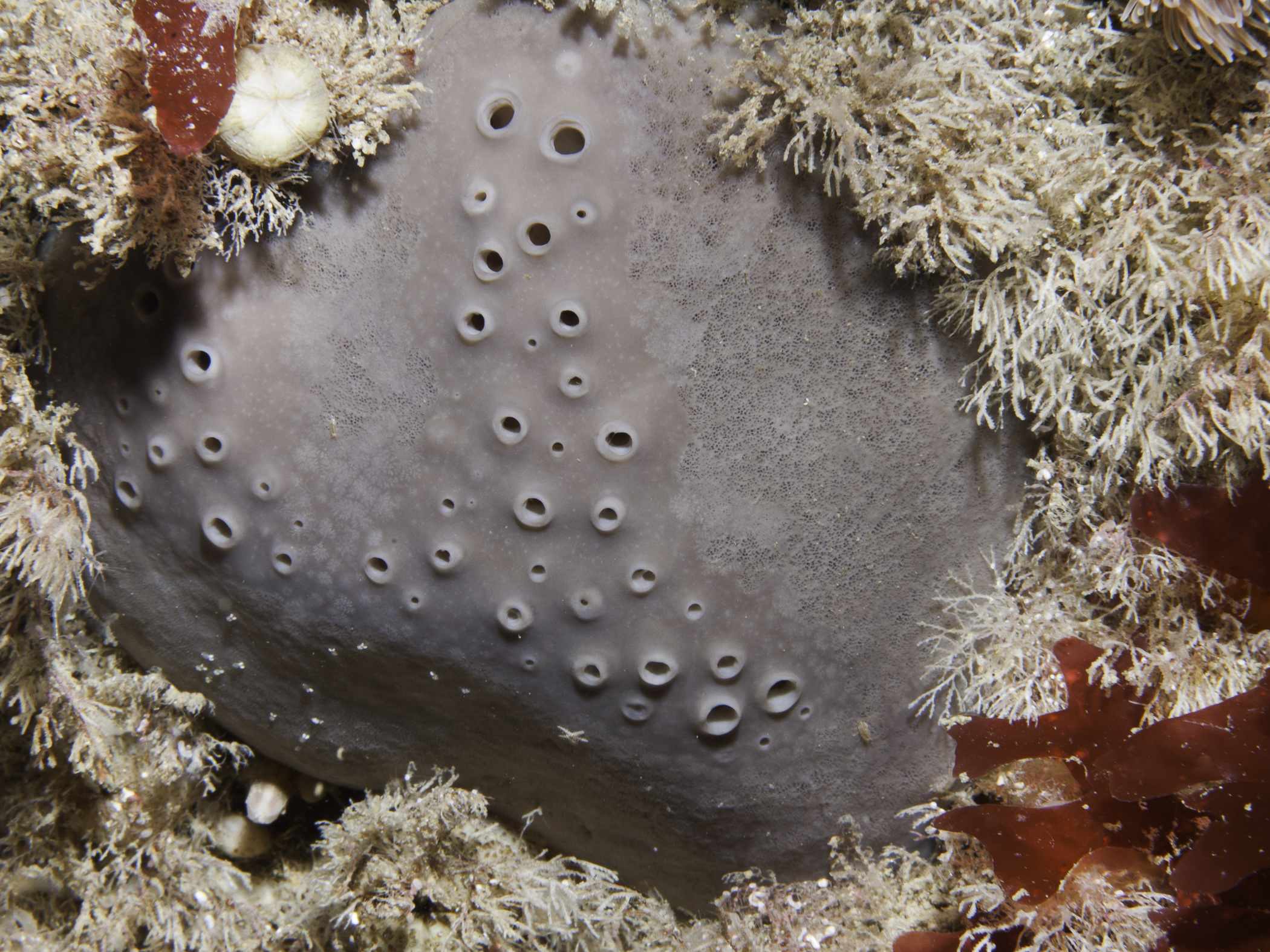 image: Pachymatisma johnstonia. Farganlack Point, Rathlin Island.