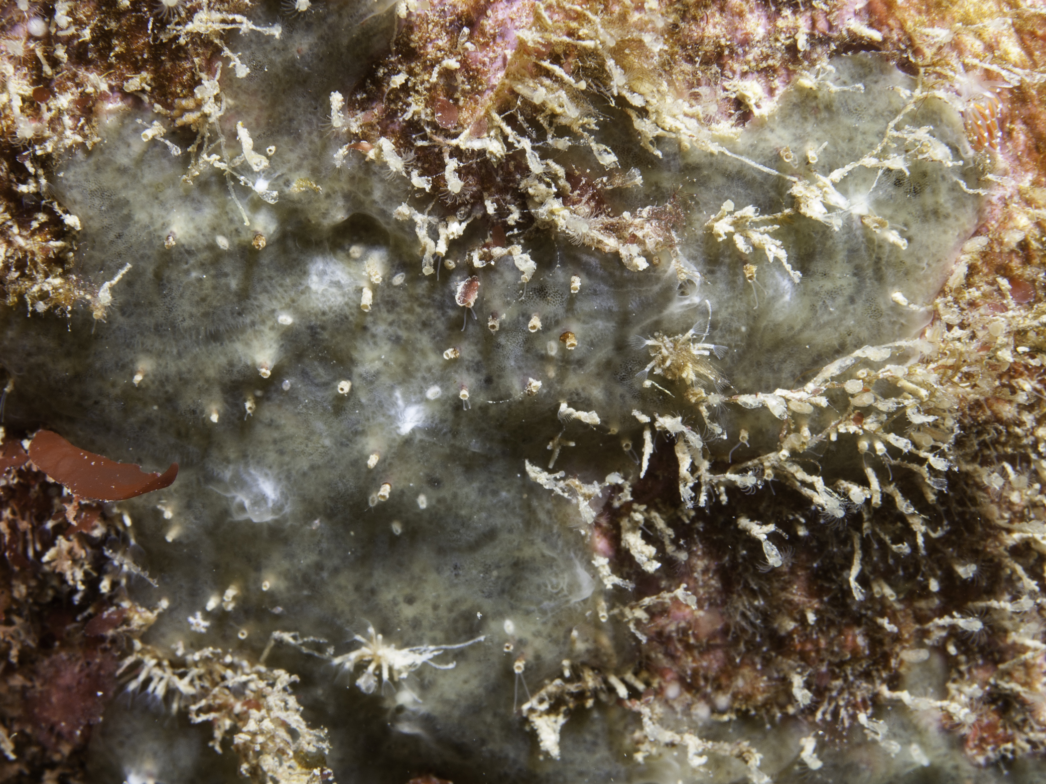 image: Spanioplon armaturum. Encrusting form, Rathlin, 2005.