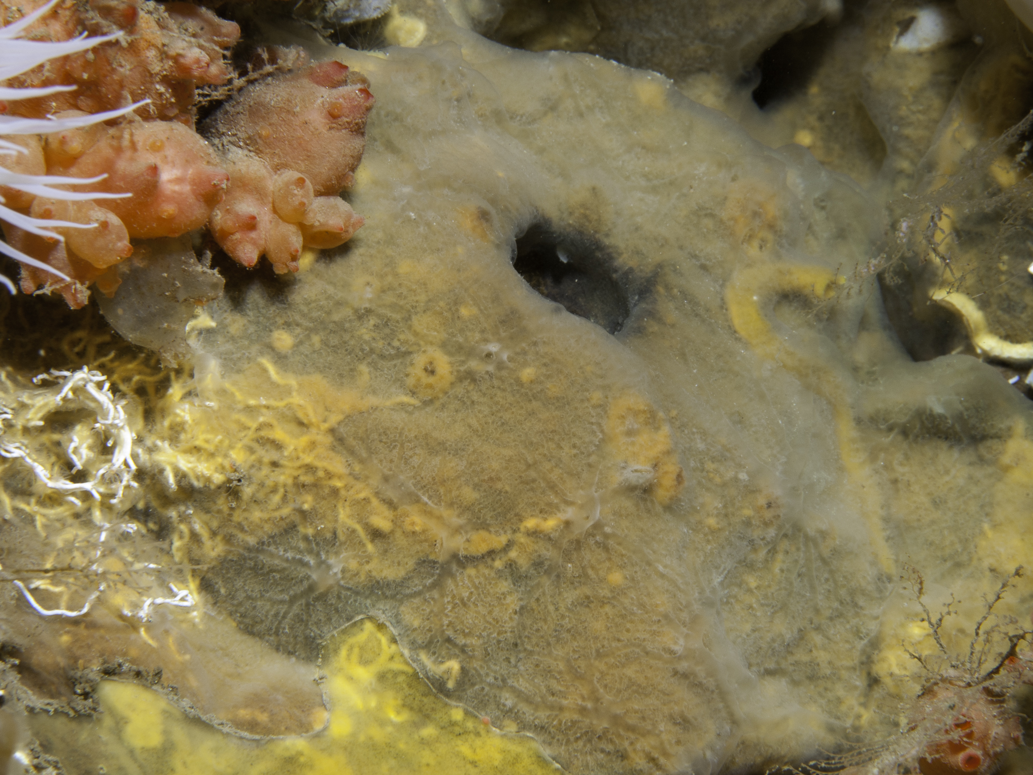 image: Hymedesmia peachii. Rathlin Island, 2005.