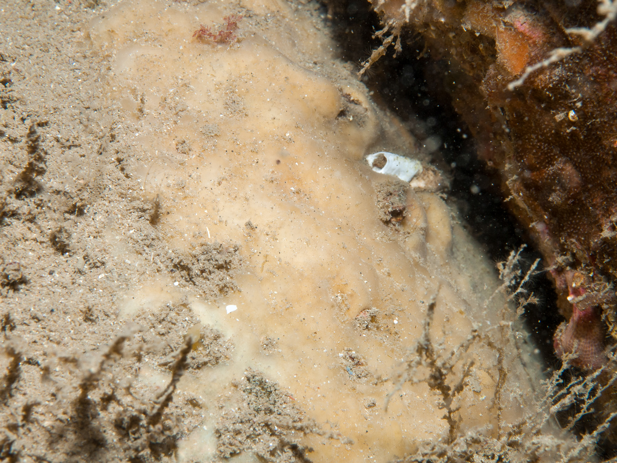 Hymedesmia crami image: umr_1056