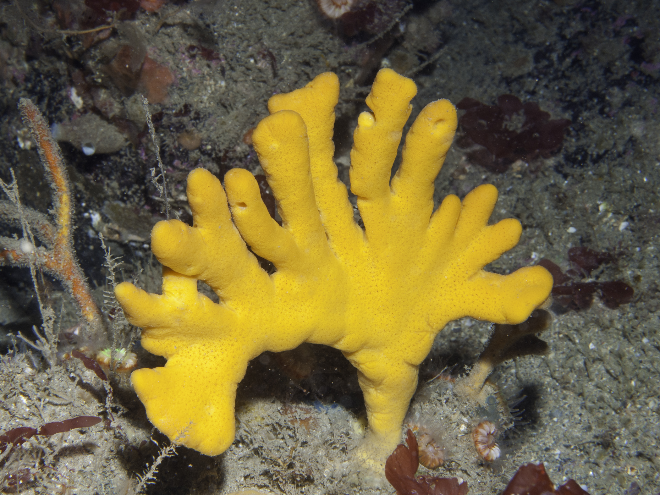 Axinella dissimilis image: umr_1906