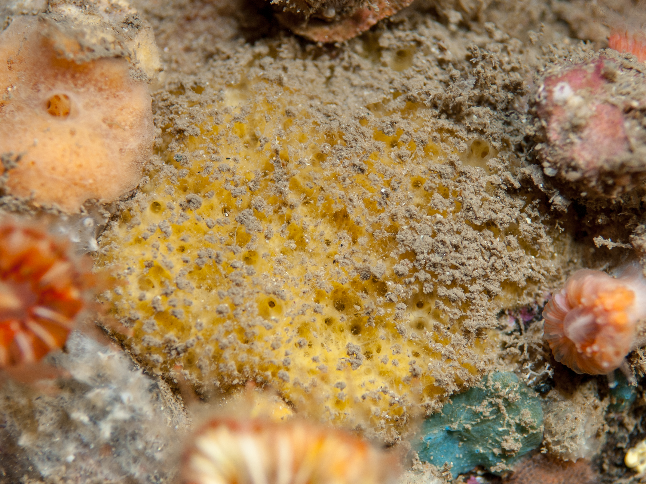 Halicnemia caledoniensis image: umr_1973