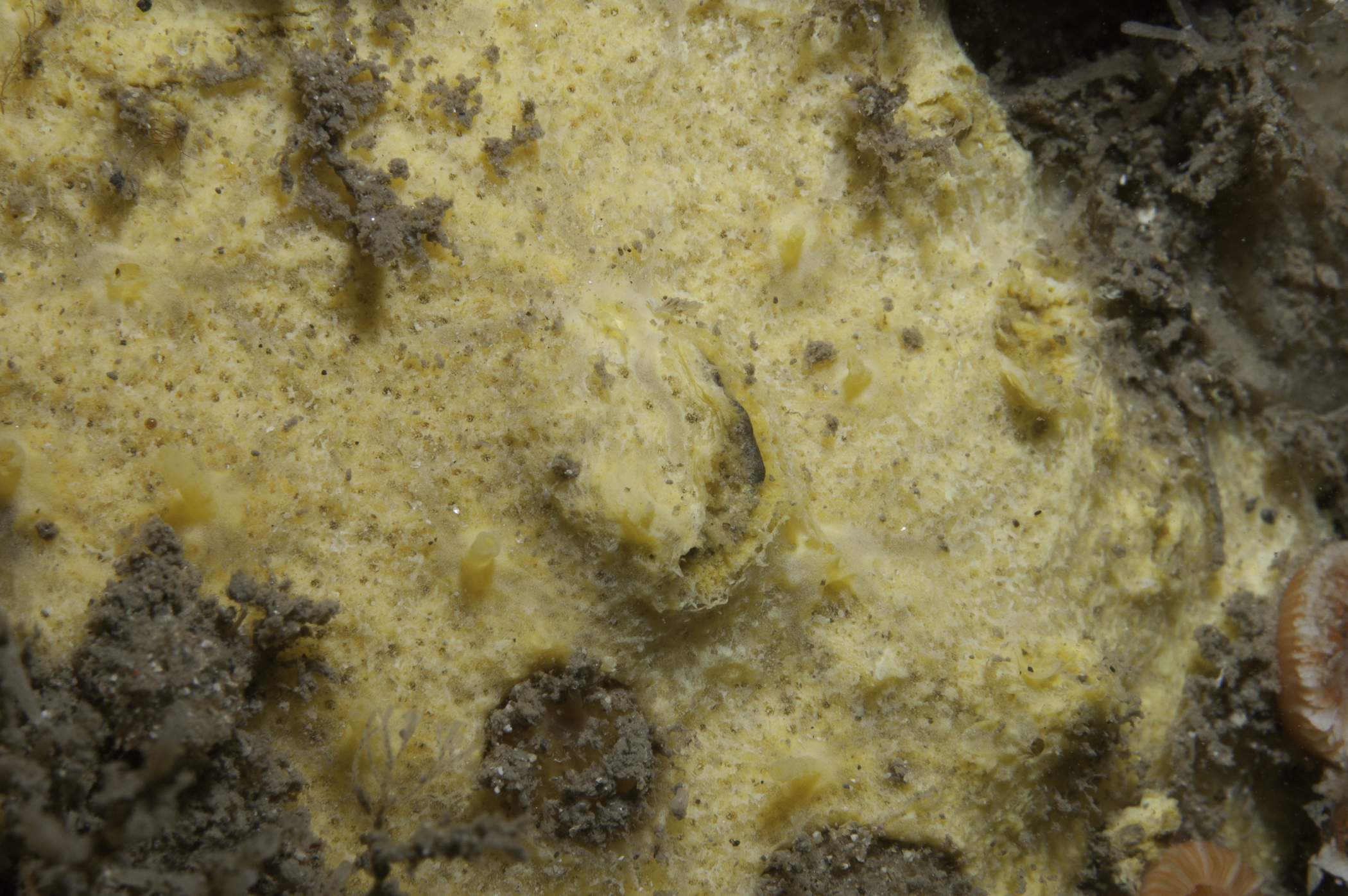 Hymerhabdia typica image: umr_2118