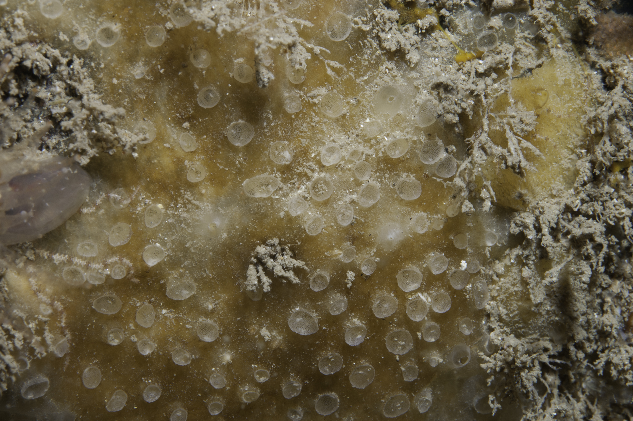 Hymedesmia primitiva image: umr_2334