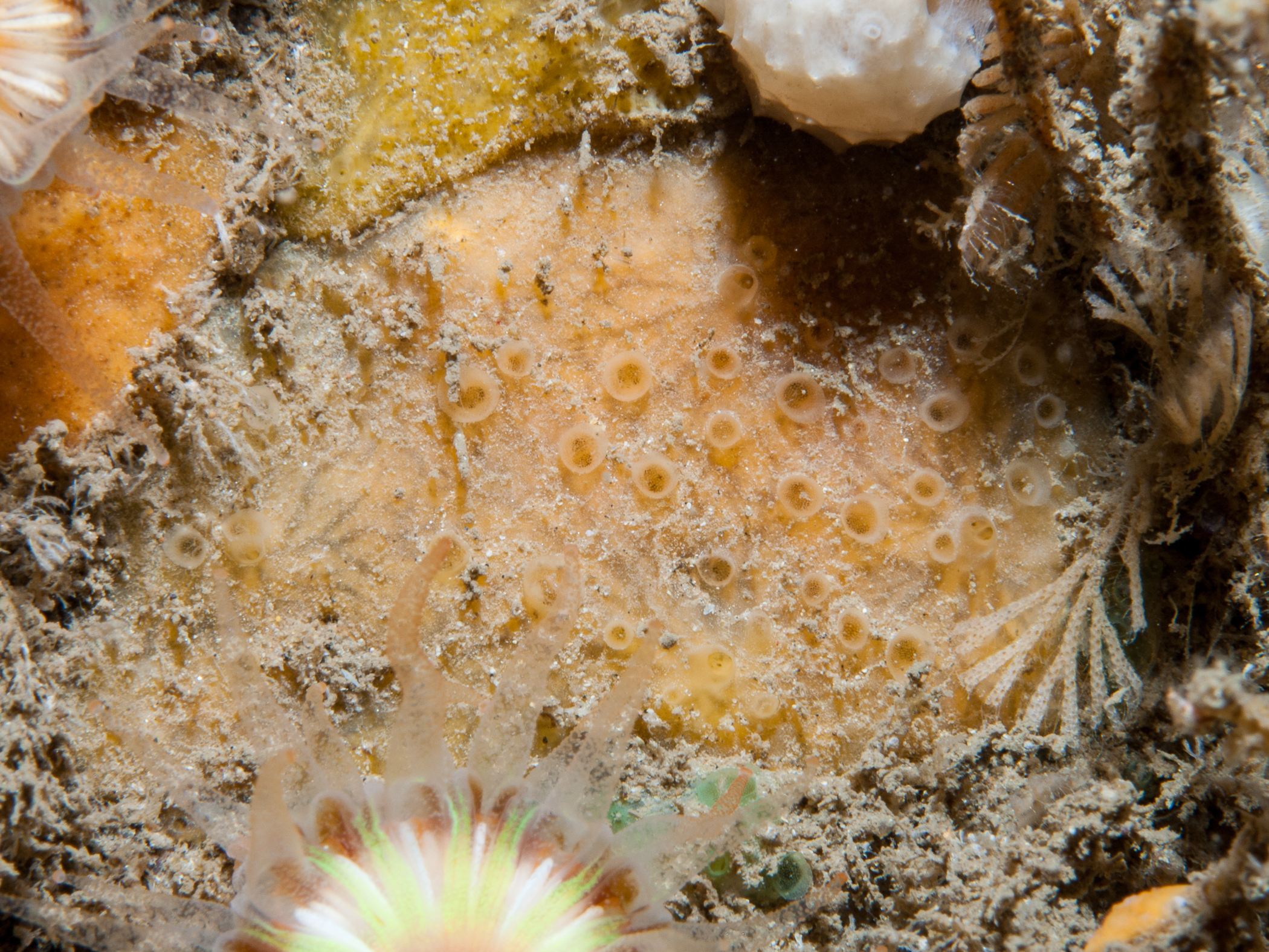 Hymedesmia cratera image: umr_2813