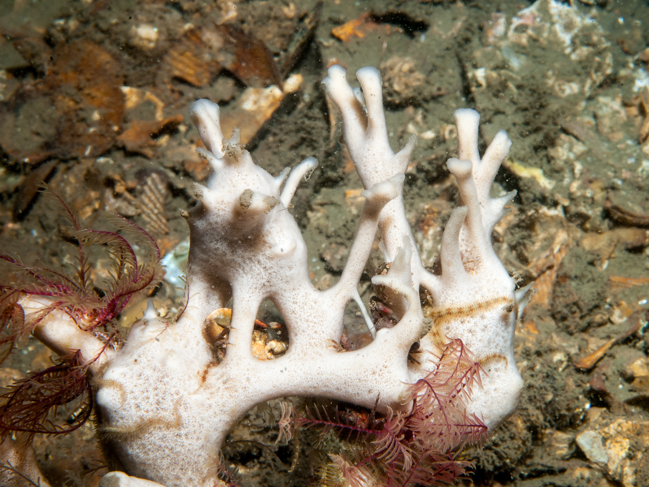 image: Haliclona fistulosa. Strangford Lough, 2005.