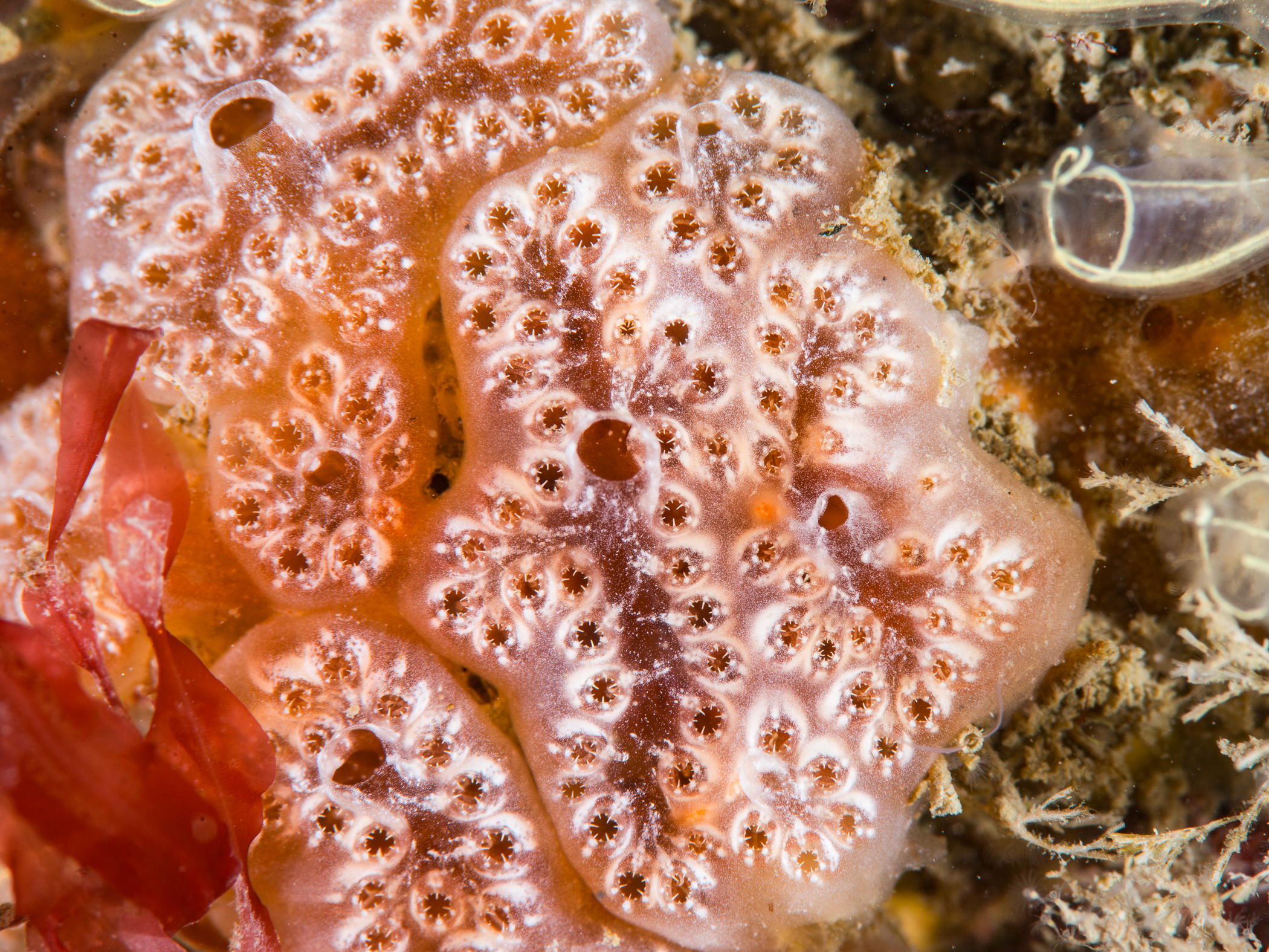 image: Aplidium nordmanni. Strangford Lough, 2014.