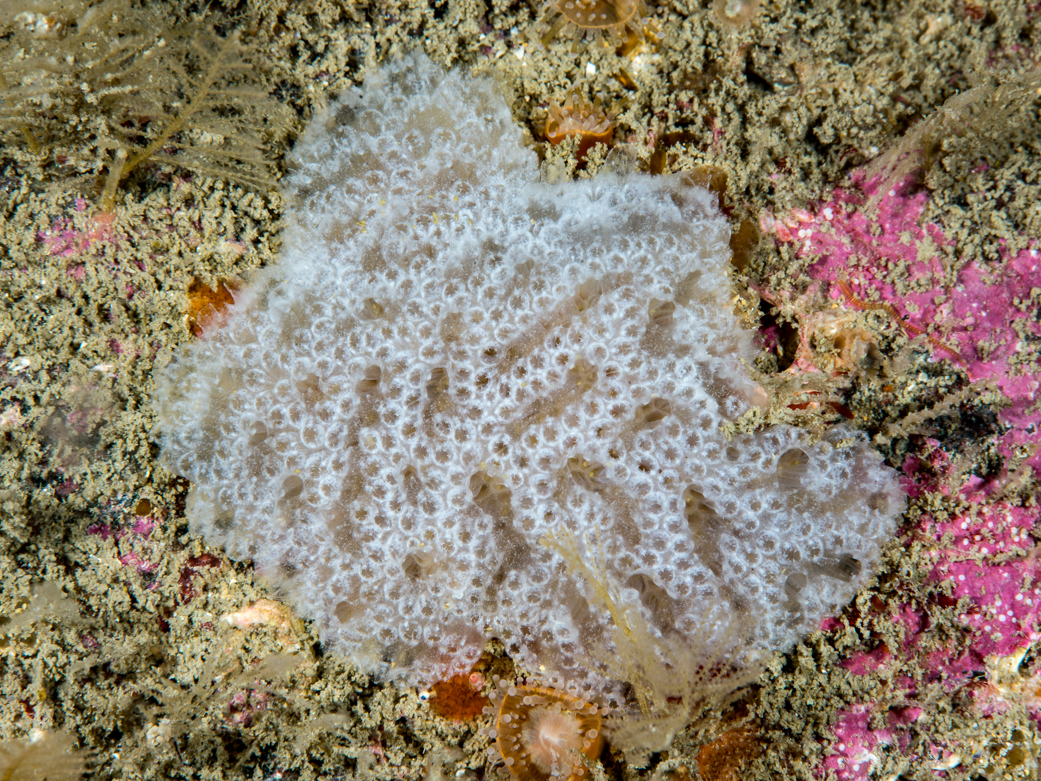 image: Aplidium nordmanni. Achill Island, Co Mayo, 2015.