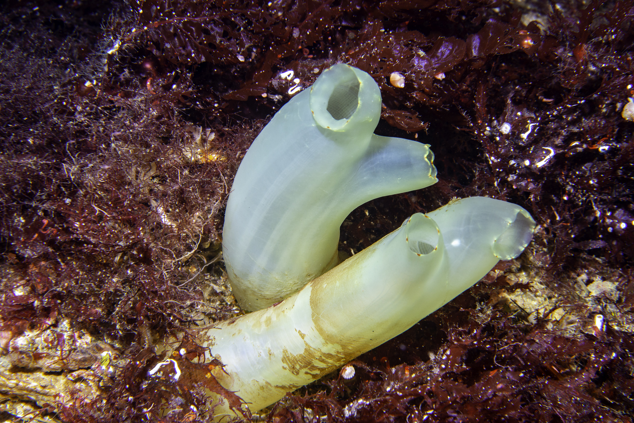 Tunicata