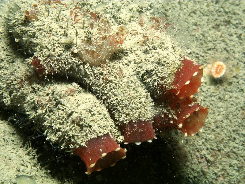 image: Ascidia mentula. 