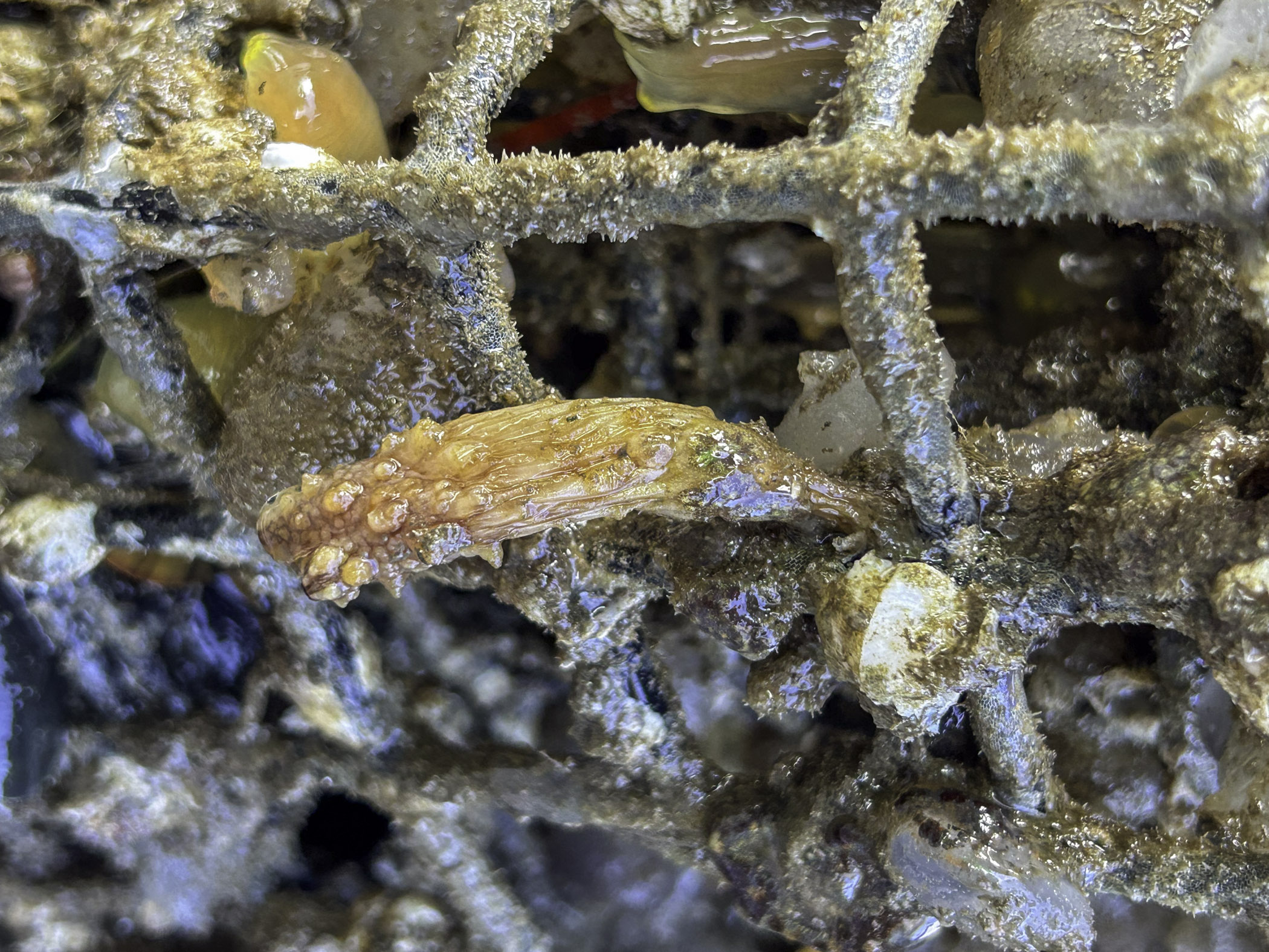 image: Styela clava. Oyster cages, Belfast Harbour, 2024.