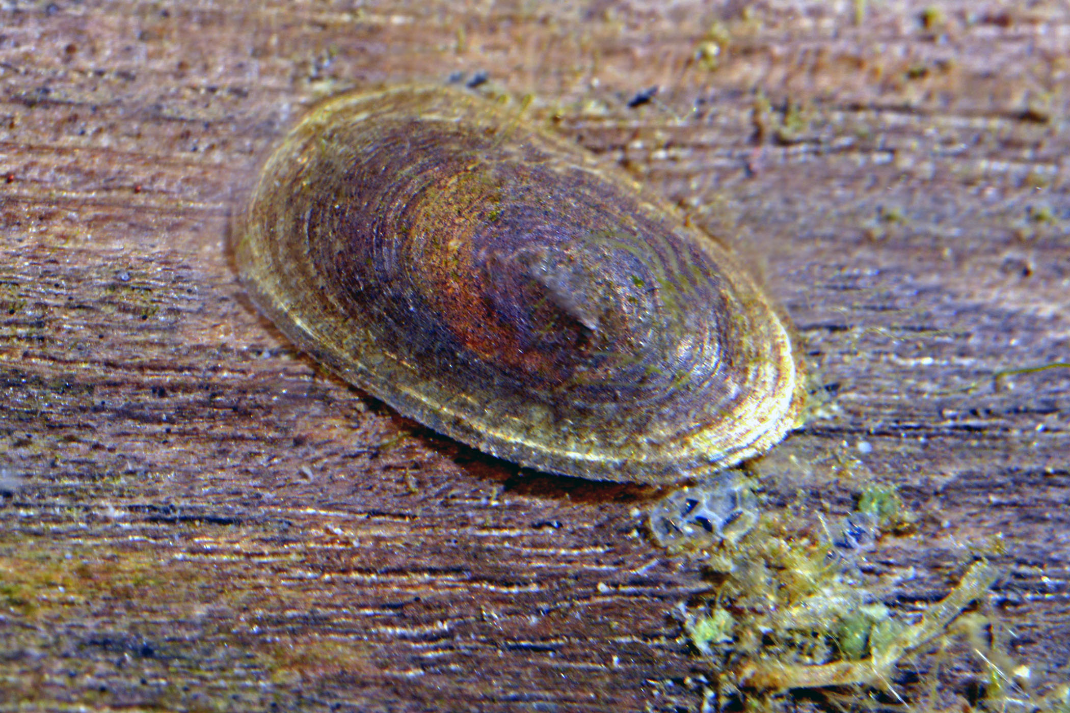 Acroloxus lacustris