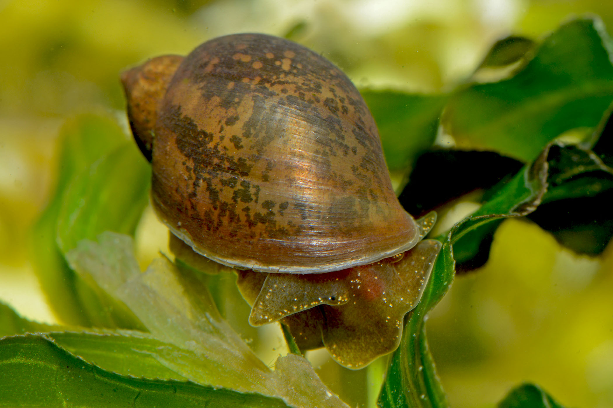 Ampullaceana balthica