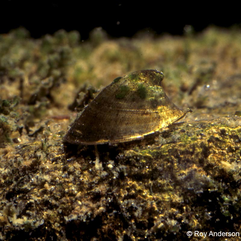 Ancylus fluviatilis