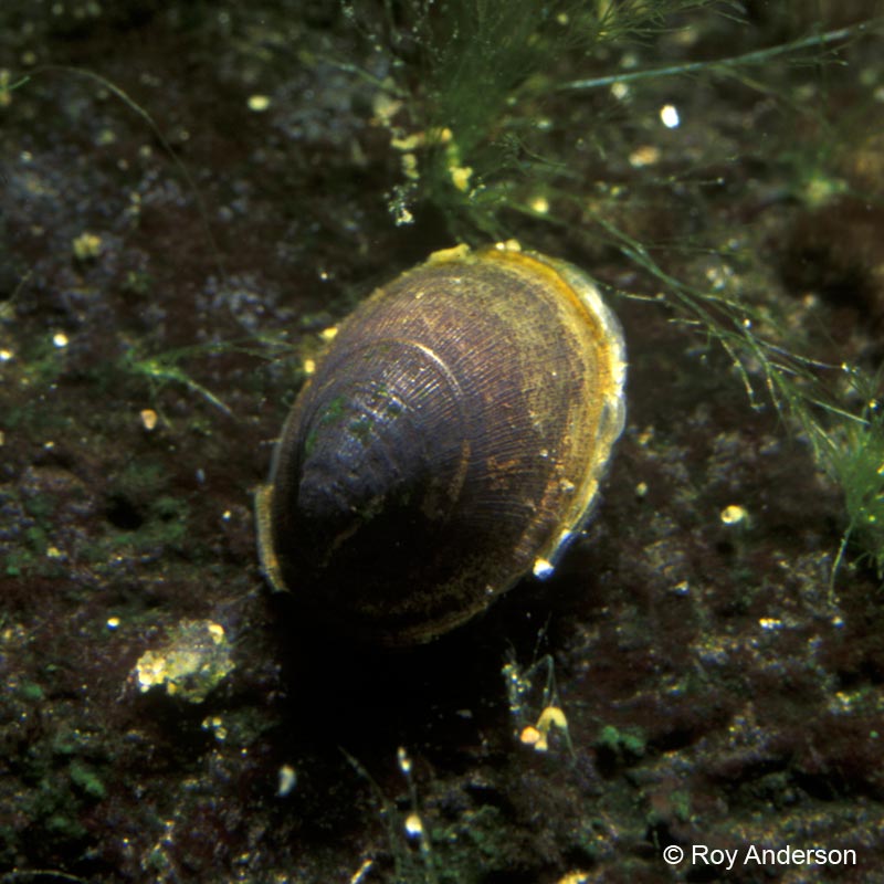 Ancylus fluviatilis