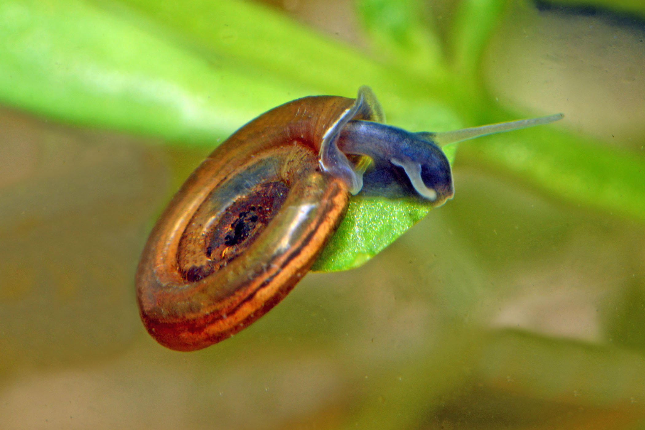 Anisus leucostoma