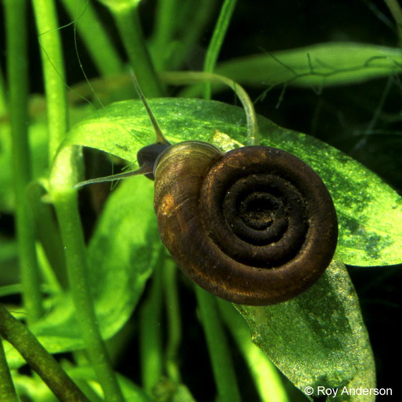 Anisus leucostoma