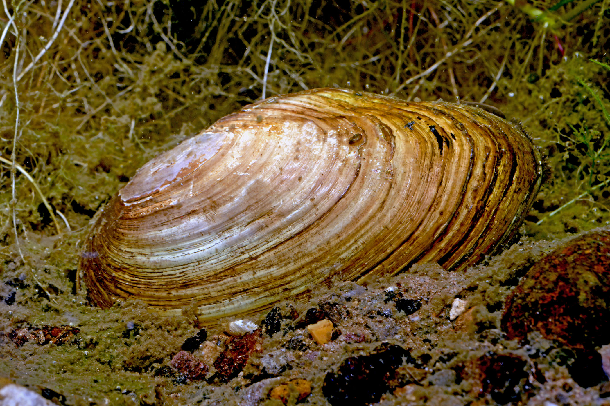 Anodonta cygnea