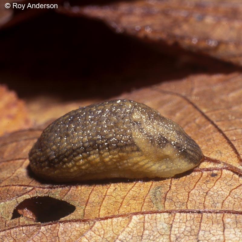 Arion fasciatus