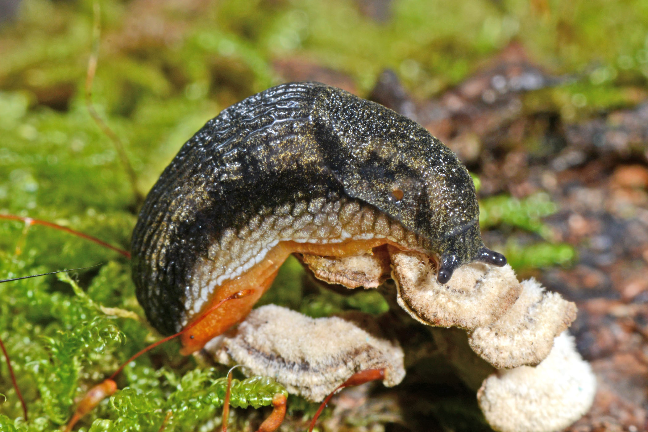 Arion hortensis