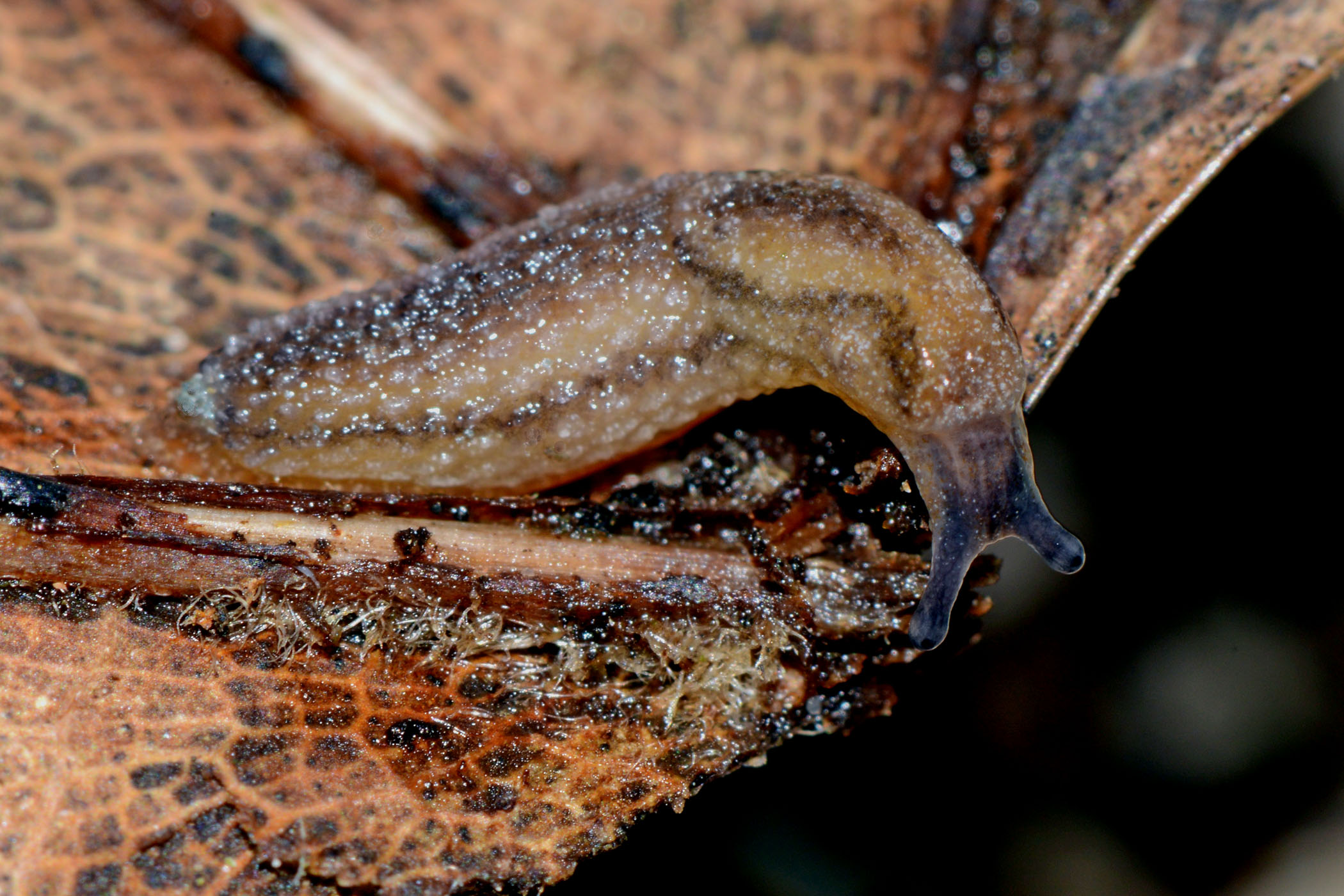 Arion intermedius