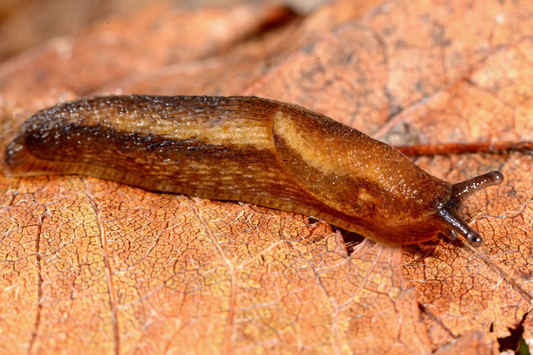 Arion subfuscus