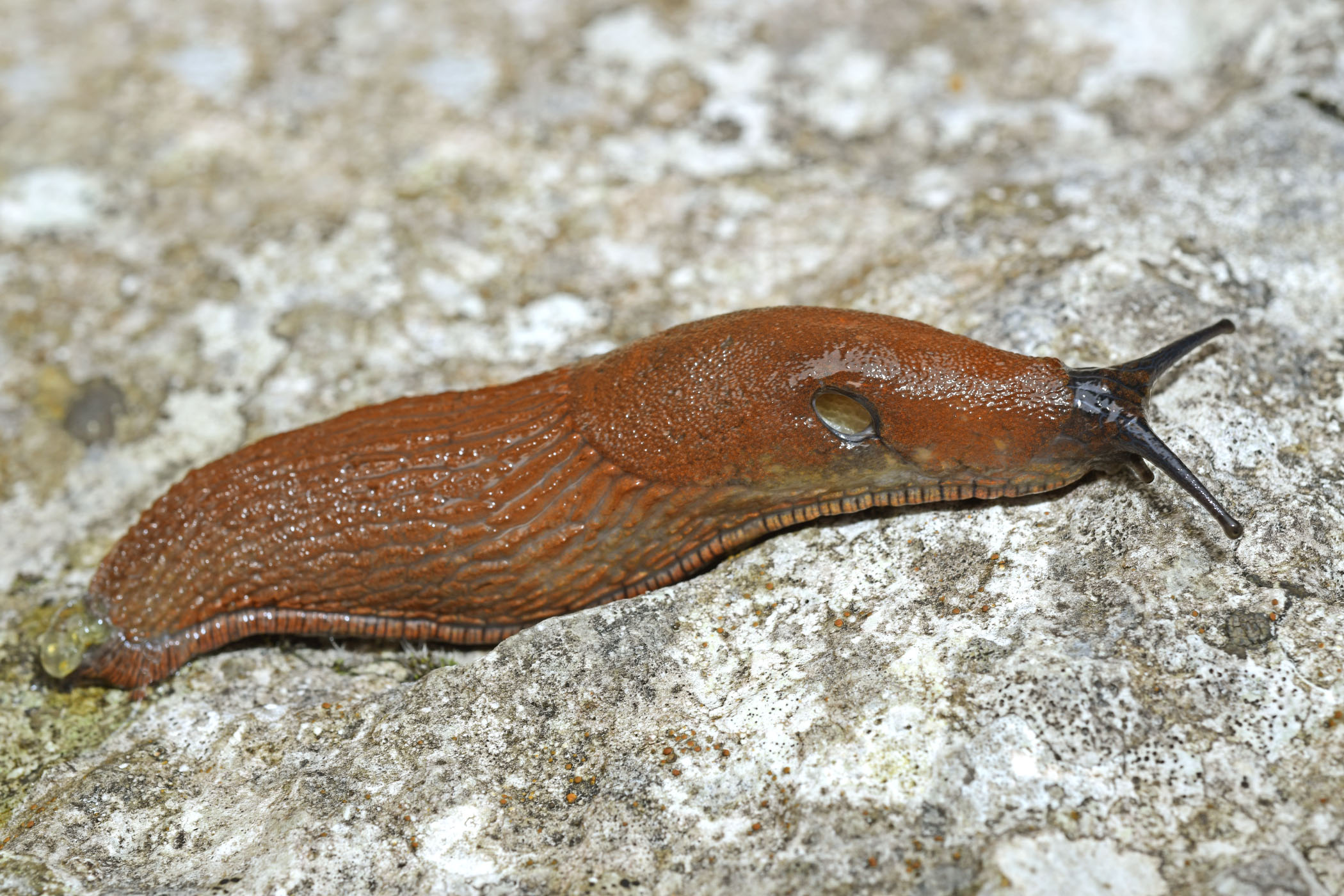 Arion vulgaris