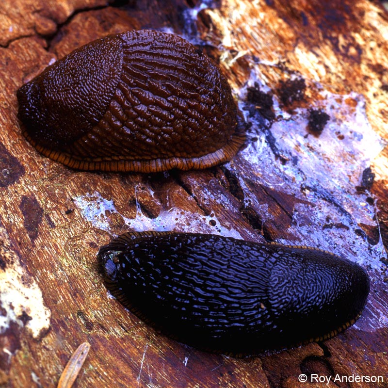 Arion vulgaris