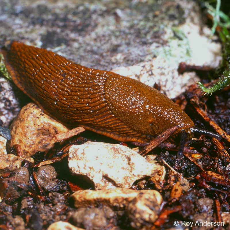 Arion vulgaris