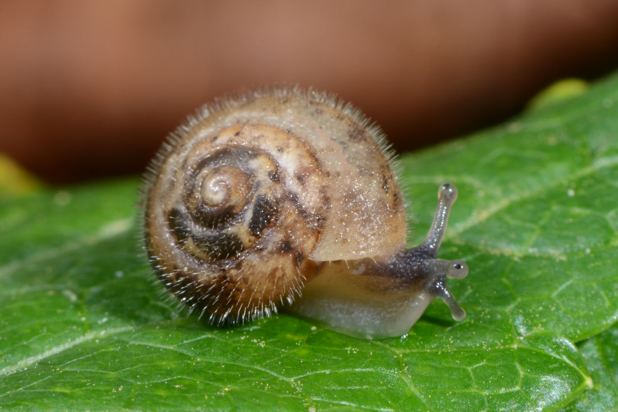 Ashfordia granulata