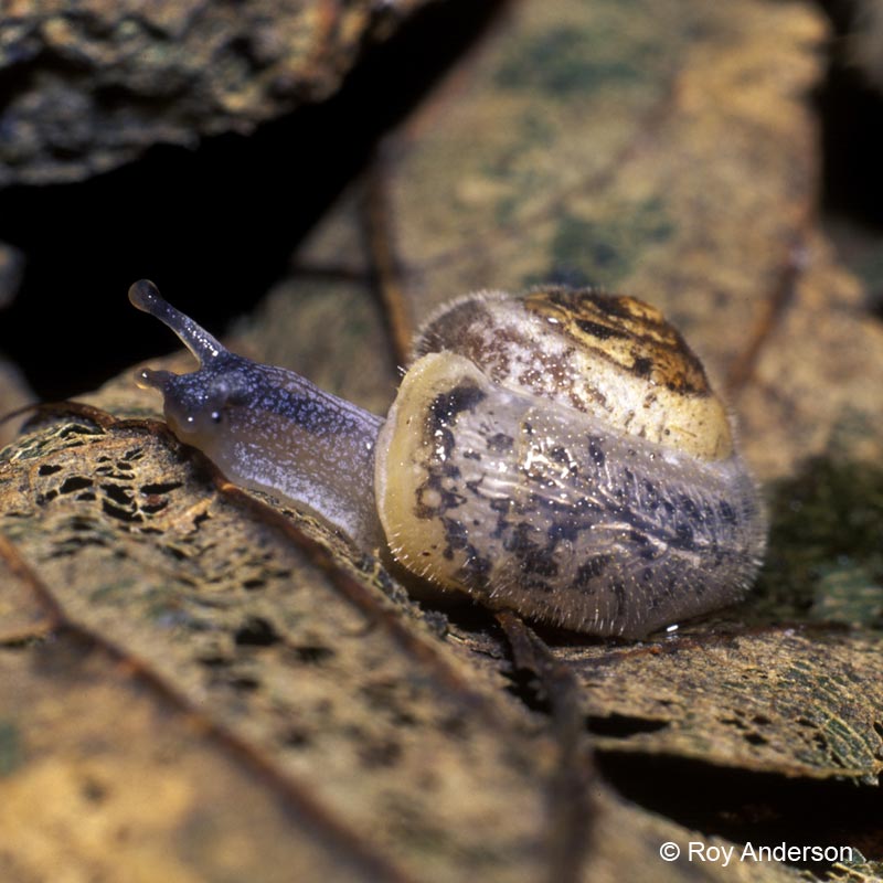 Ashfordia granulata