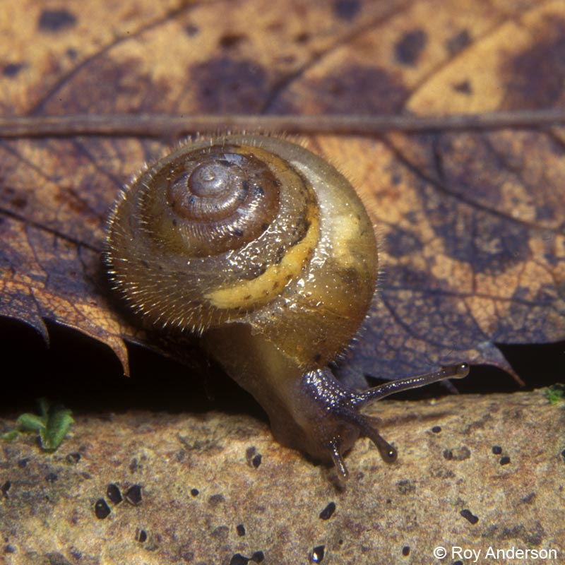 Ashfordia granulata