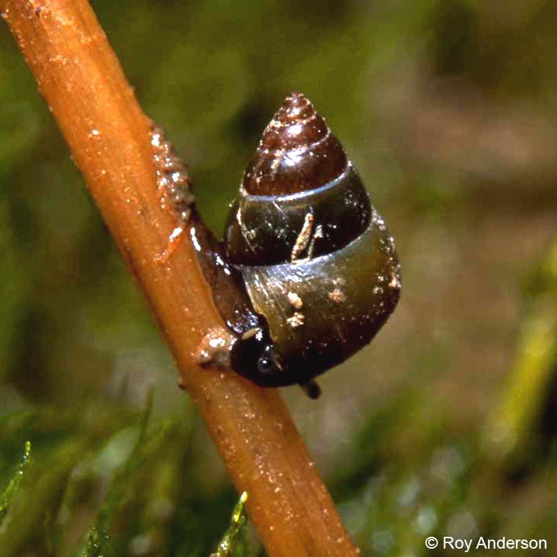 Assiminea grayana