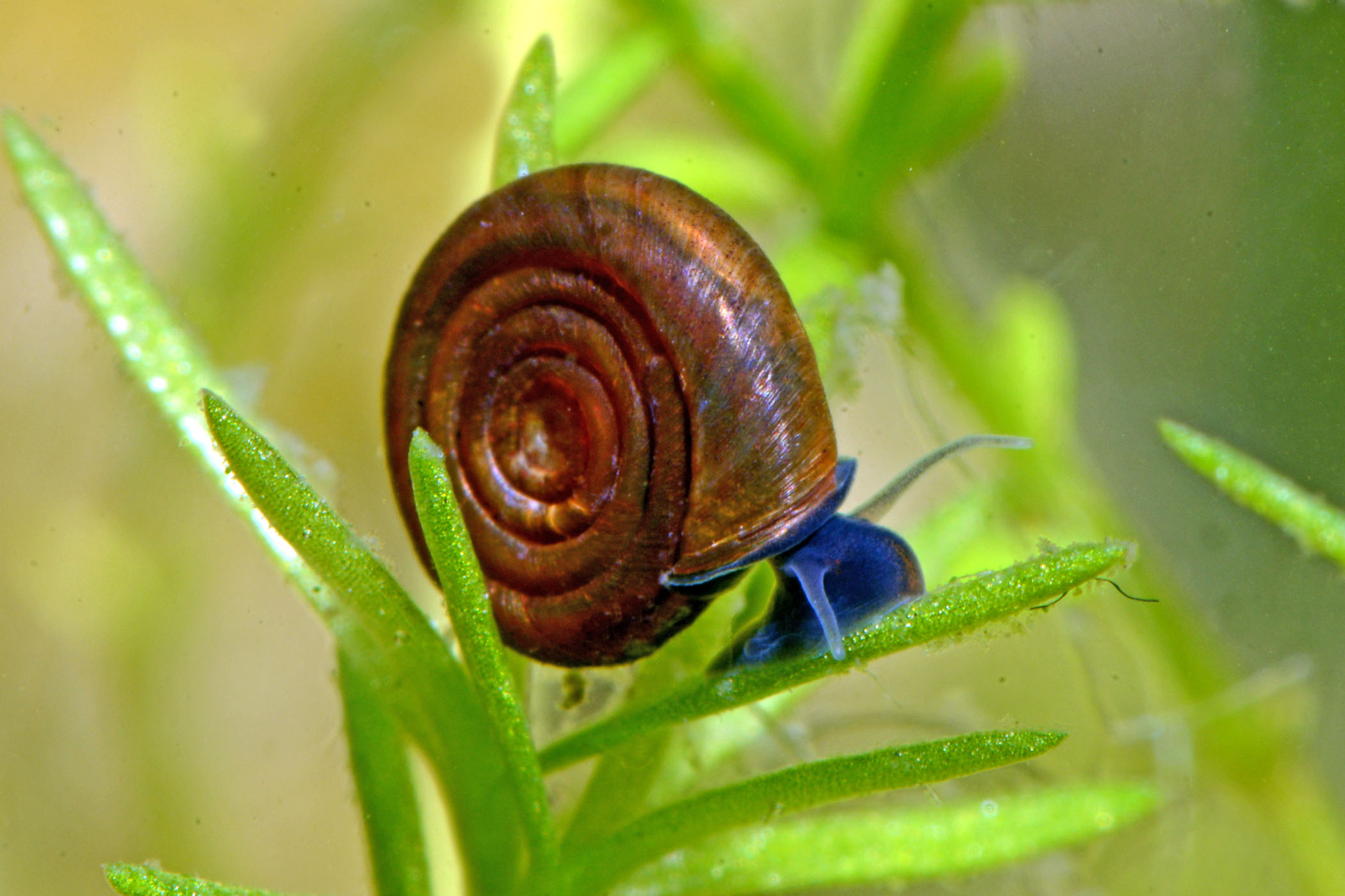 Bathyomphalus contortus