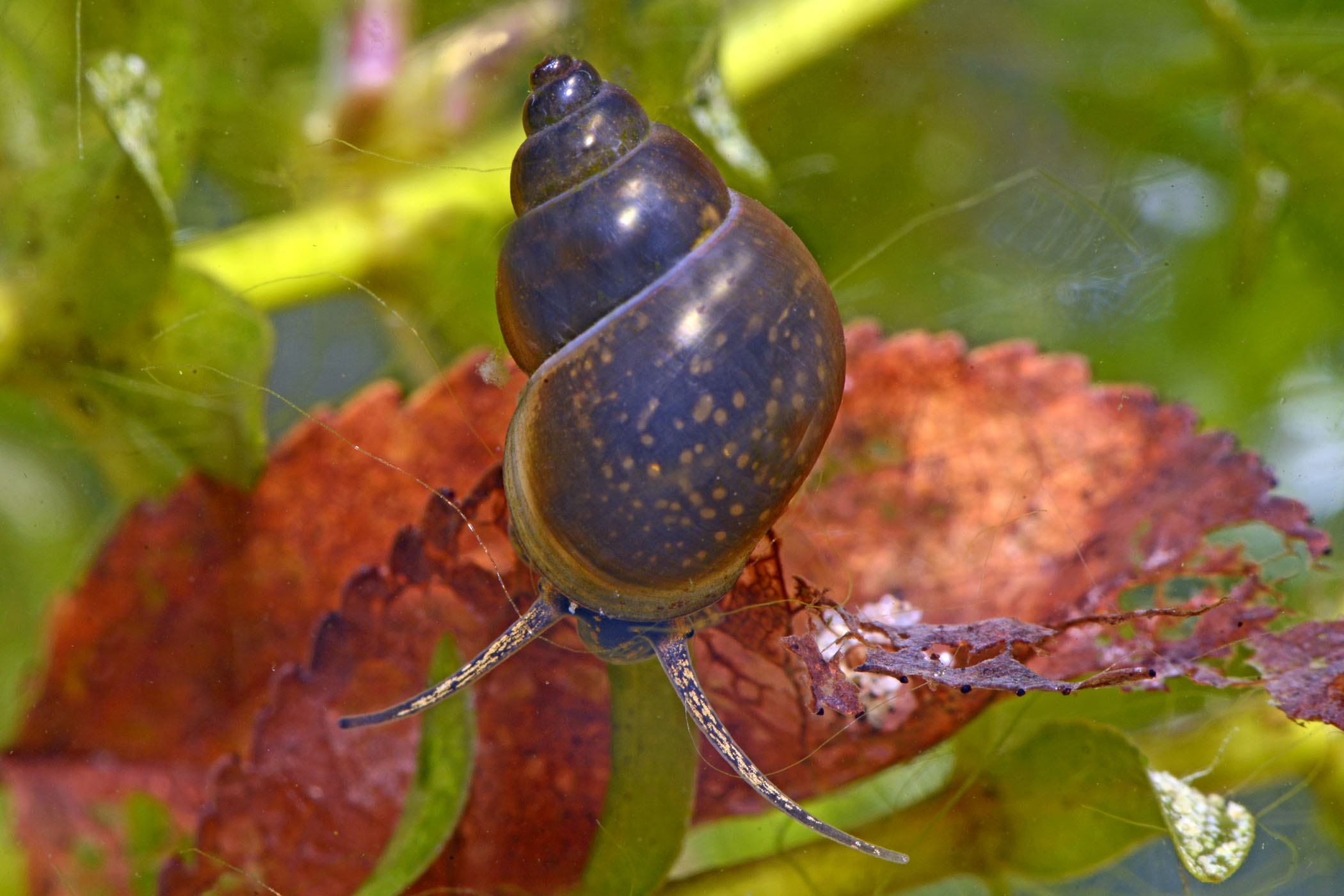 Bithynia tentaculata