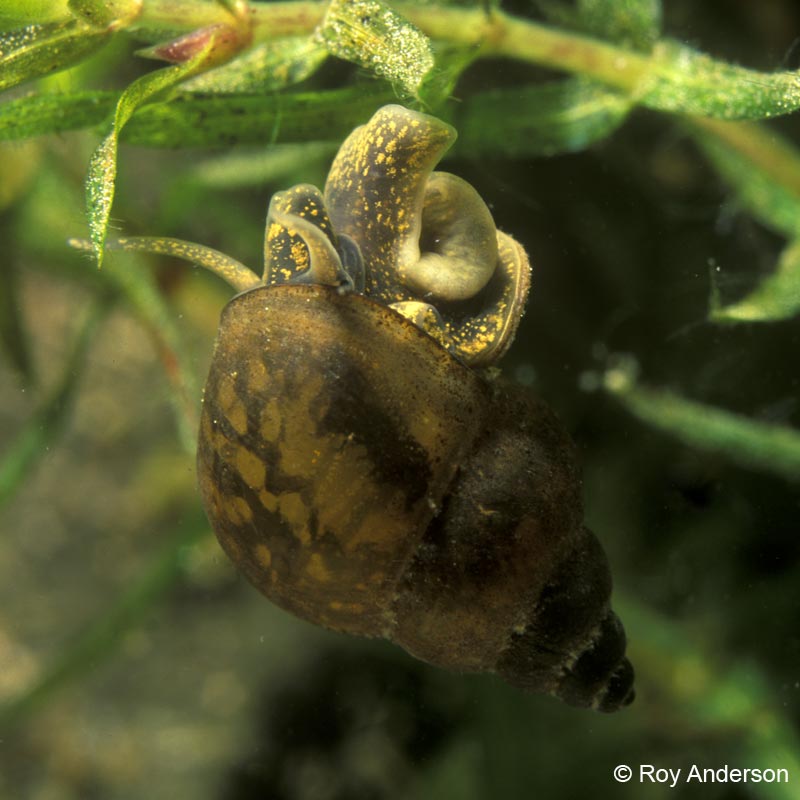 Bithynia tentaculata