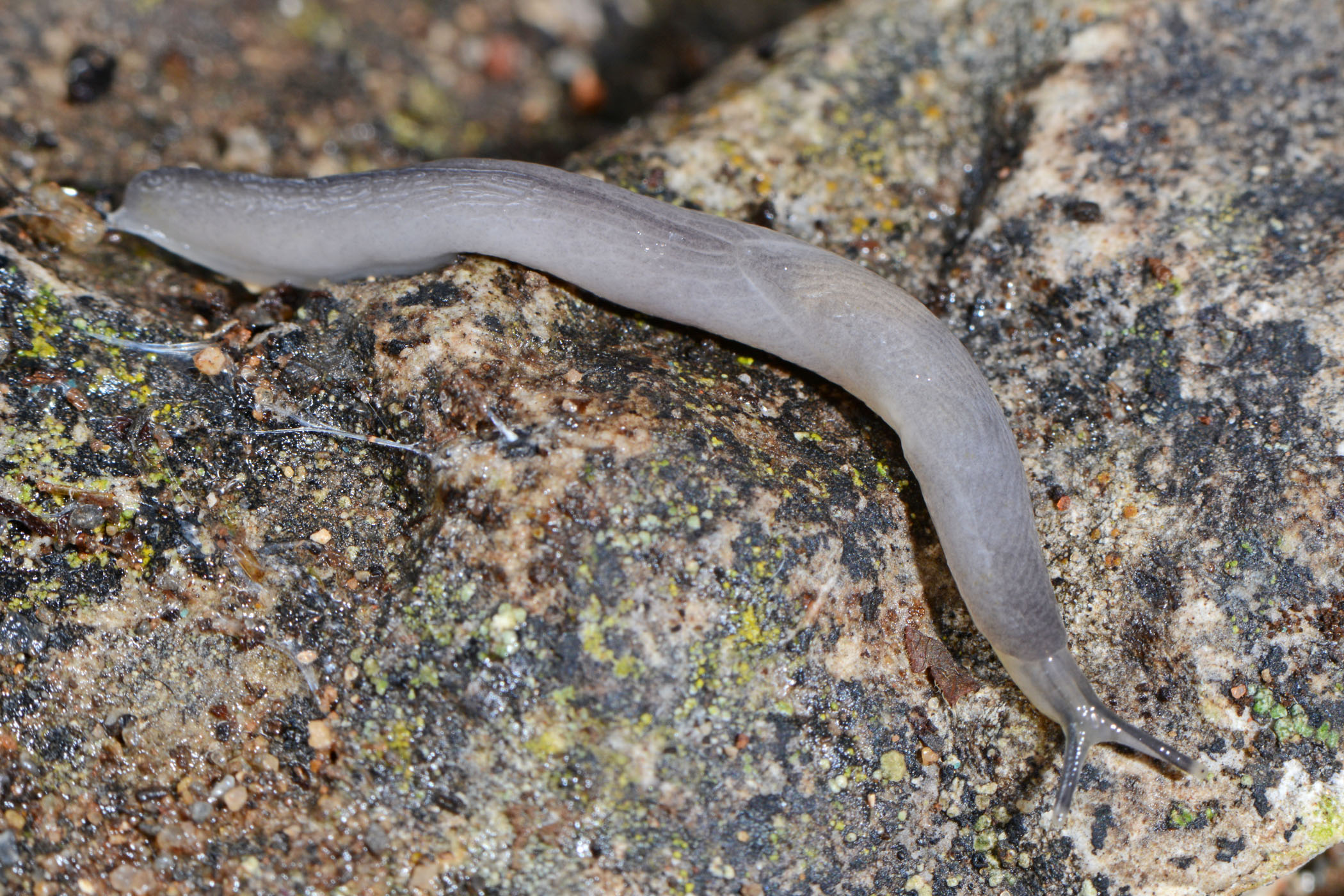 Boettgerilla pallens