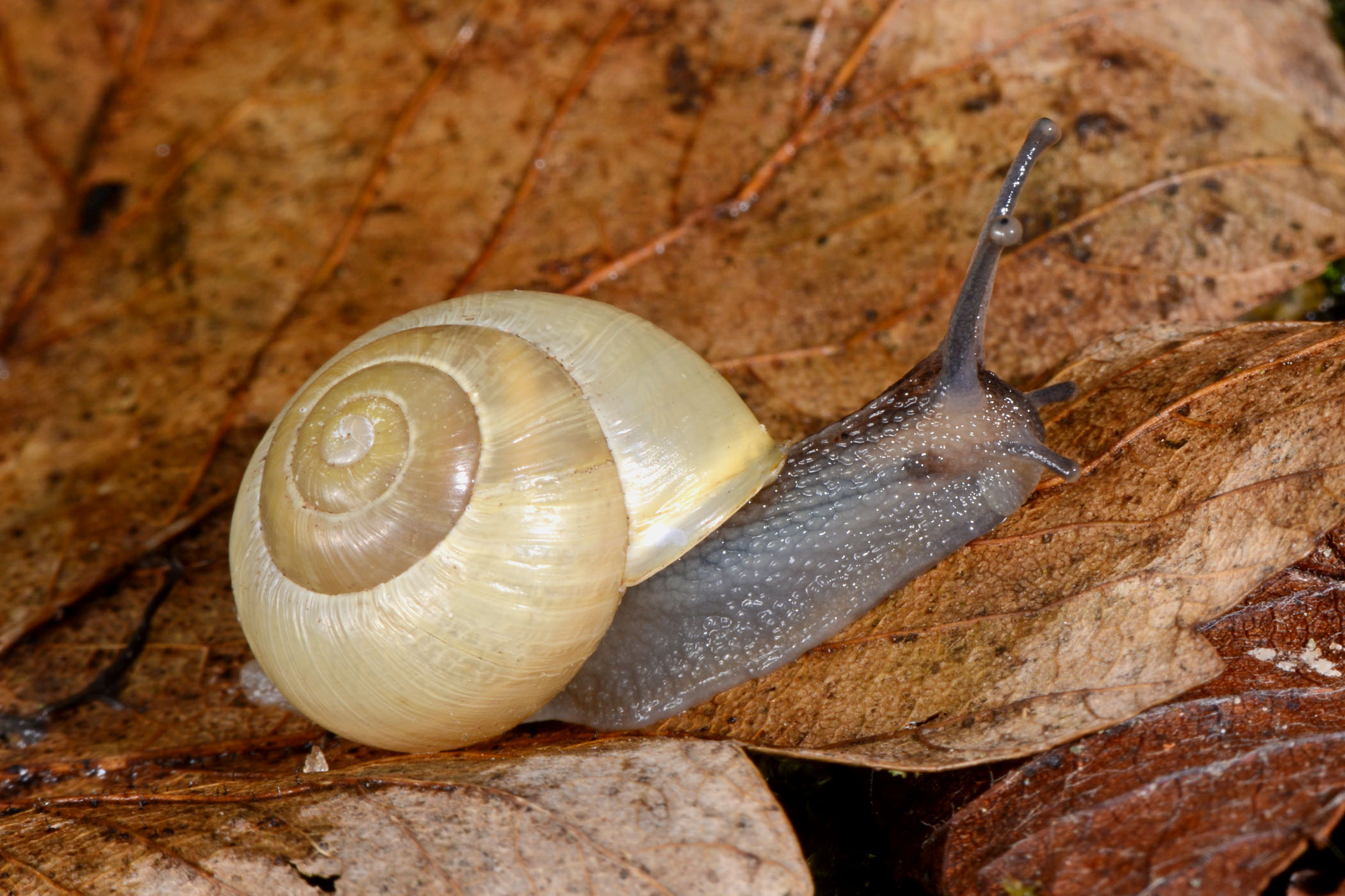 Cepaea hortensis