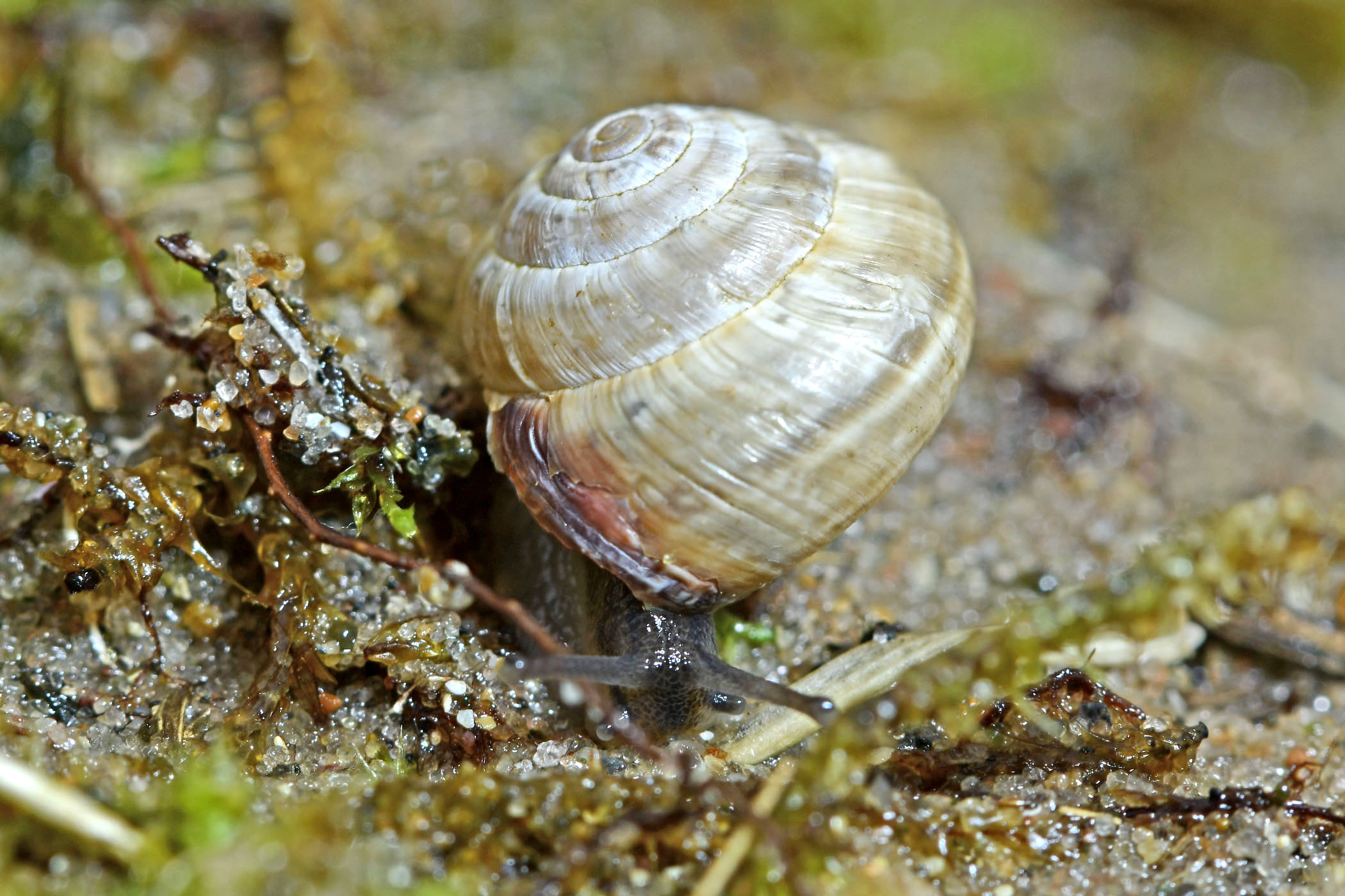 Cernuella virgata