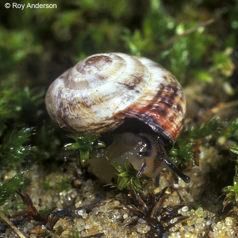 Cernuella virgata