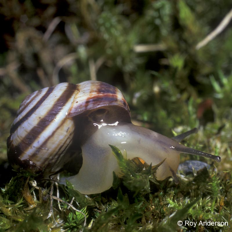 Cernuella virgata