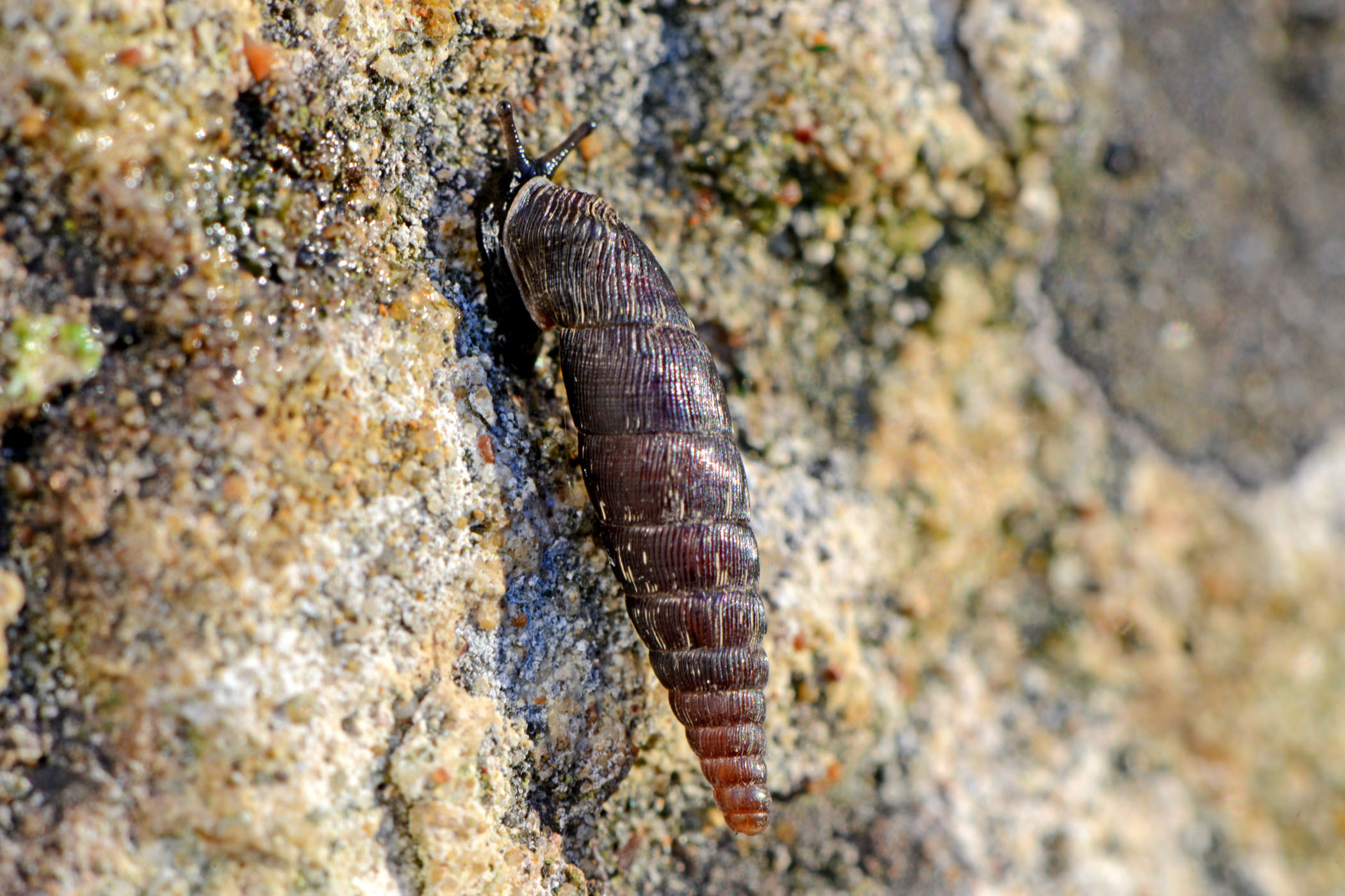 Clausilia bidentata