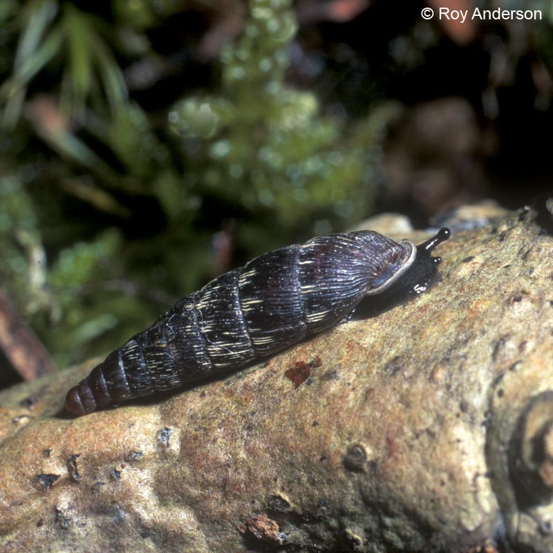 Clausilia bidentata