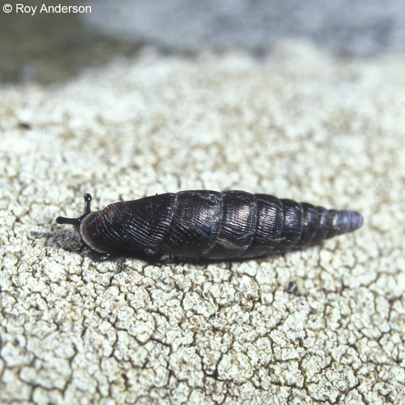 Clausilia bidentata